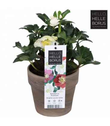 Helleborus