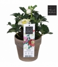 Helleborus