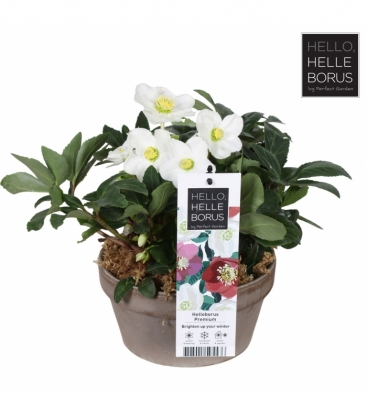 Helleborus