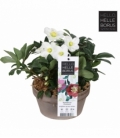 Helleborus