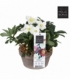 Helleborus