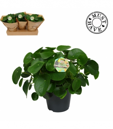 Pilea