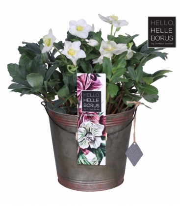 Helleborus