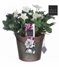 Helleborus