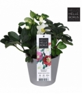 Helleborus