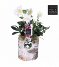 Helleborus