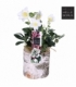 Helleborus