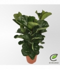 Ficus