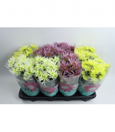 Chrysanthemum