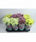 Chrysanthemum