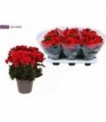 Begonia
