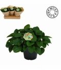 Peperomia