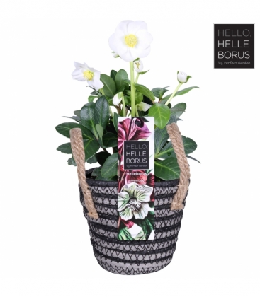 Helleborus