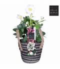 Helleborus