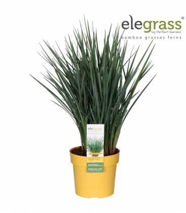 Dianella