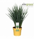 Dianella
