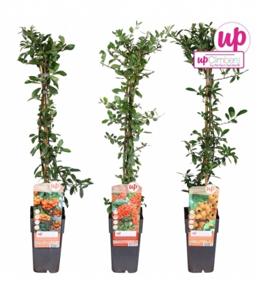 Pyracantha