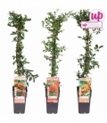 Pyracantha