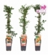 Pyracantha