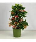 Ardisia