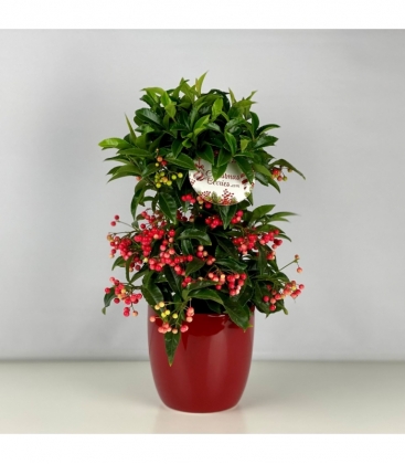 Ardisia