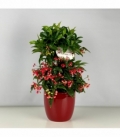Ardisia