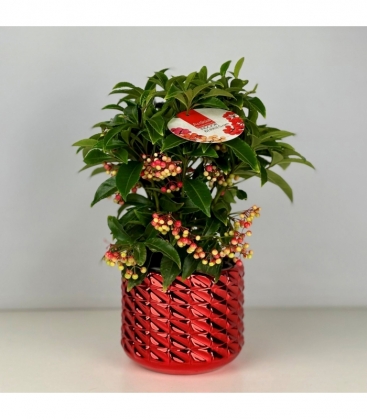 Ardisia