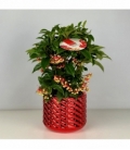 Ardisia