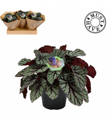 Begonia