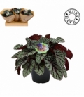 Begonia