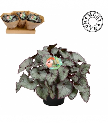Begonia