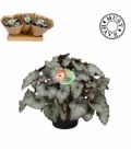 Begonia