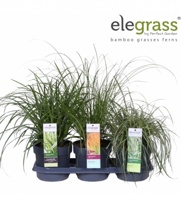 Carex