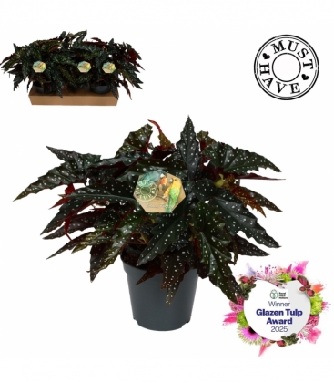 Begonia