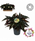 Begonia