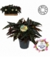 Begonia
