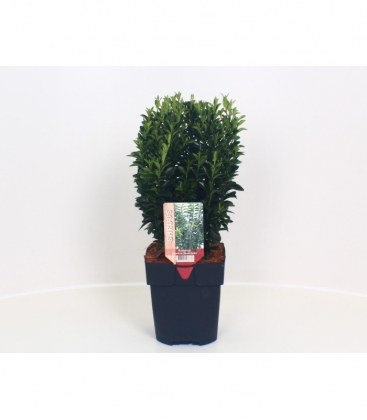 Euonymus