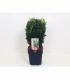 Euonymus