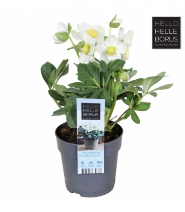 Helleborus