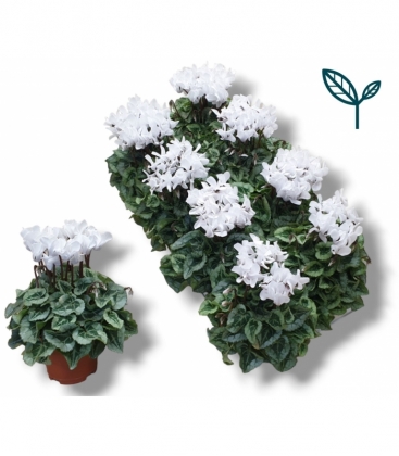 Cyclamen