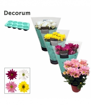 Chrysanthemum