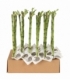 Dracaena