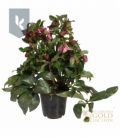 Helleborus