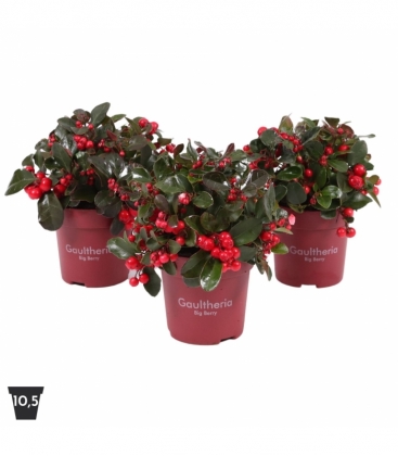 Gaultheria