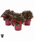 Gaultheria