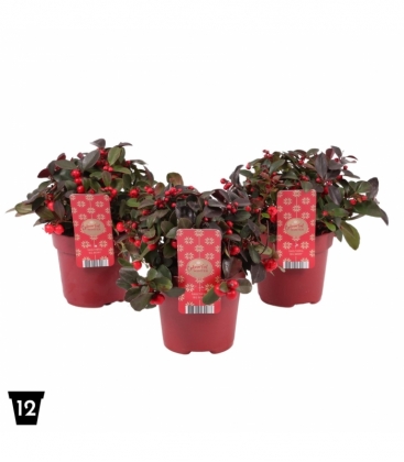 Gaultheria