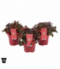Gaultheria