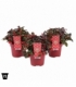Gaultheria