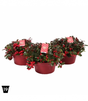 Gaultheria