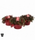 Gaultheria